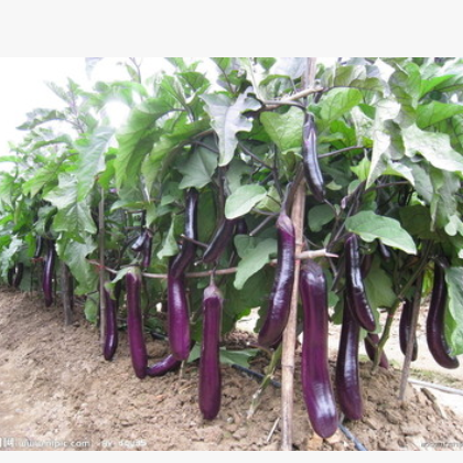 东北特产紫茄子农家自种新鲜绿色应季蔬菜长茄子一份