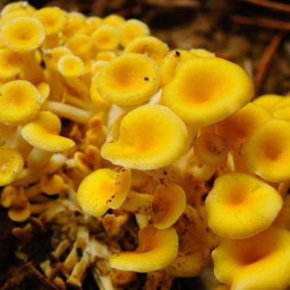 东北特产批发 食用菌蘑菇 野生小黄蘑