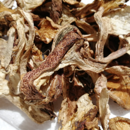 高原青冈菌食用菌干货自然生长 老鹰菌原产地直销散装图3