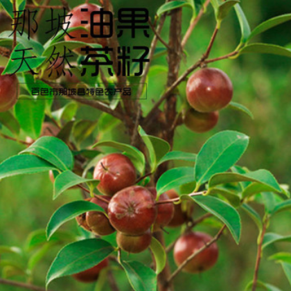 那坡县山茶油果 品质优良 质量保证 批发图2