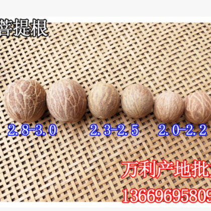 白玉菩提根 白玉菩提 白菩提根 产地批发2.2~2.5大果 500克包邮图2