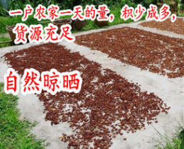 【厂家直销】大茴 大茴香 八角 香料 药材 优质正品批发 量大从优图3
