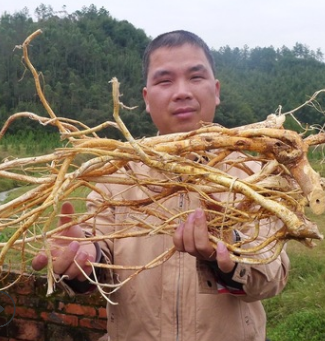 广东梅州客家传统滋补品药食同源五指毛桃根农产品土特产