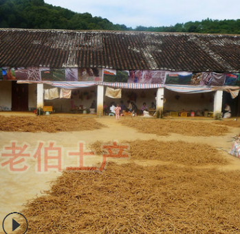 标头级批发巴戟天生晒/灸制巴戟肉 抽心巴戟天 新鲜巴戟天规500g图2