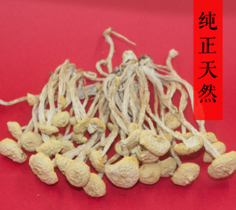 江西广昌特产正宗江西白茶树菇非福建茶树菇新货茶薪菇微商代发