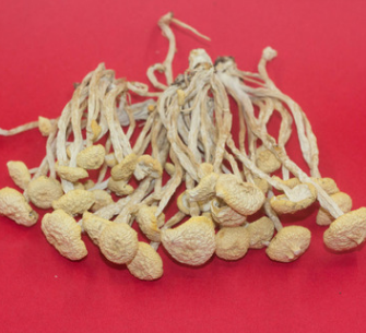 江西广昌特产正宗江西白茶树菇非福建茶树菇新货茶薪菇微商代发图3