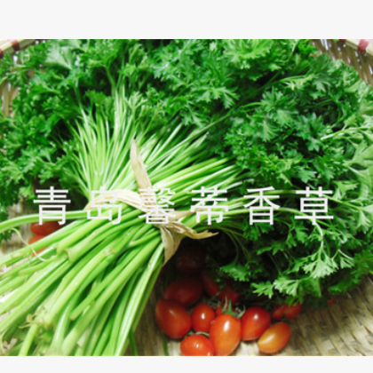 基地全年无休供应欧芹速冻欧芹荷兰芹意大利芹图2