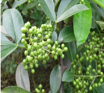 花椒种子韩城大红袍花椒种子 九叶青花椒种子 山花椒麻椒油椒树籽图2