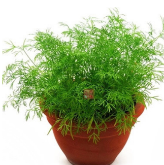 蔬菜种子 割茬小茴香种子 香料调味品庭院阳台盆栽蔬菜籽多年生图1