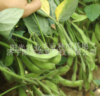 阳光农业专业代加工毛豆荚速冻毛豆荚100%正品一吨起批 举报图3