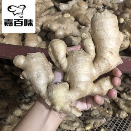 安丘新鲜生姜 基地种植鲜大姜 香辣保鲜姜批发图2