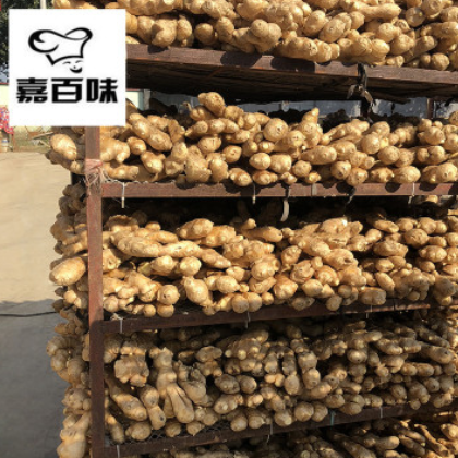 新鲜生姜 保鲜风干姜 月子姜 厂家现货供应图3