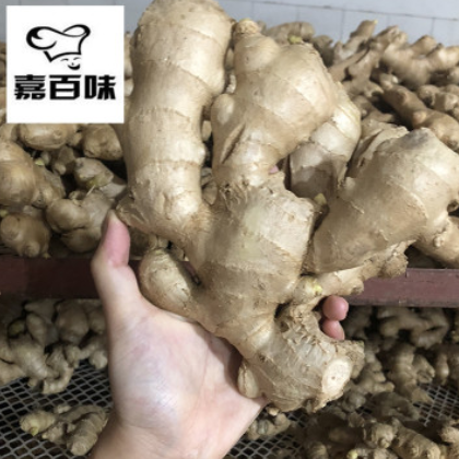 新鲜生姜 保鲜风干姜 月子姜 厂家现货供应图2