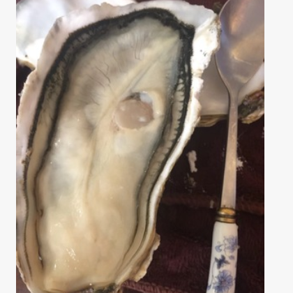 正关进口新西兰珍宝 刺身 新鲜生蚝J码 牡蛎 批发 生蚝鲜活