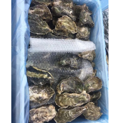 正关进口新西兰珍宝 刺身 新鲜生蚝J码 牡蛎 批发 生蚝鲜活图3
