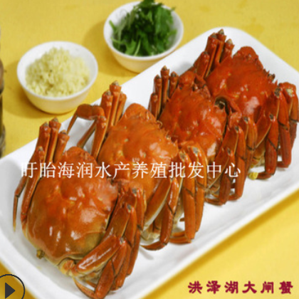 江苏盱眙洪泽湖大闸蟹批发2两以上公母鲜活毛蟹六月黄红膏螃蟹图3