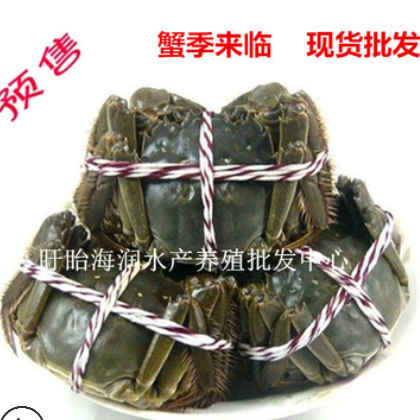 江苏盱眙洪泽湖大闸蟹批发2两以上公母鲜活毛蟹六月黄红膏螃蟹图2