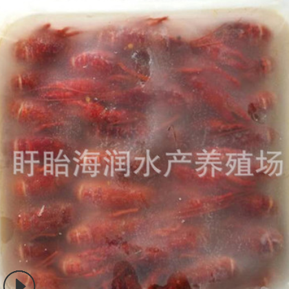厂家批发盱眙冰冻清水小龙虾567钱冻虾龙虾馆货源789钱规格齐全图3