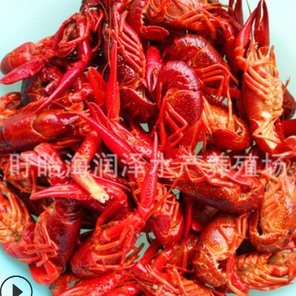 厂家批发盱眙冰冻清水小龙虾567钱冻虾龙虾馆货源789钱规格齐全图2