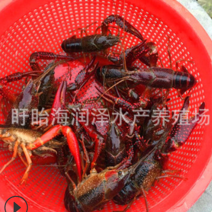 江苏盱眙鲜活小龙虾789钱盱眙龙虾干净有肉只只饱满清水养殖批发图2