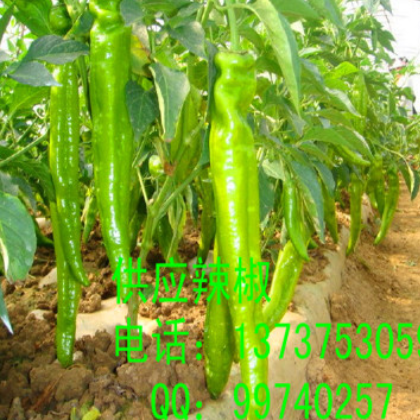 青椒 大椒甜椒菜椒 新鲜蔬菜有机绿色产品 产地直销图3