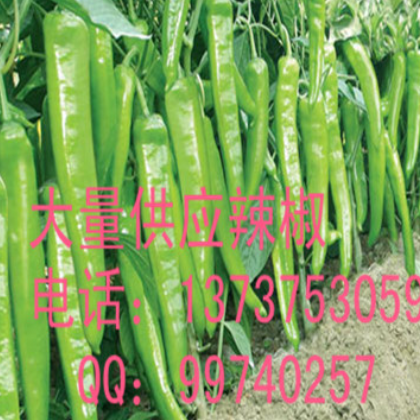 青椒 大椒甜椒菜椒 新鲜蔬菜有机绿色产品 产地直销图2
