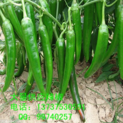 新鲜辛辣蔬菜 青椒出售 健康营养无公害食品厂家大量批图2