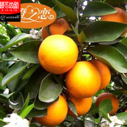江西新鲜夏橙赣南橙子 现摘降火多维C赣州脐橙 20斤装厂家批发图2
