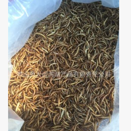 面包虫黄粉虫大麦虫自产自销优等品量大优惠图2