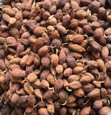 批发草果500g 川菜烧菜炖肉火锅料调味料 云南食用农产品草果定制图3