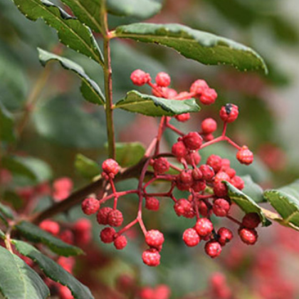 茂县特产红麻椒四川特香花椒图2