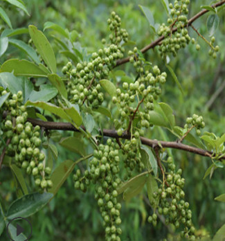 四川大凉山特产金阳青花椒川菜火锅串串特麻调味（特级）图3