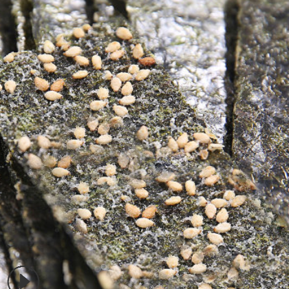 苔知趣夹心海苔脆片即食芝麻味花生香紫菜孕妇休闲零食宝宝40g/罐图2