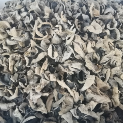 秋木耳 小朵木耳 青冈椴木黑木耳 陕南椴木黑木耳产地货源图2