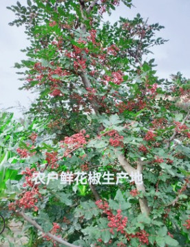 陇南特产 优质大红袍花椒  ?特香麻调味品 火锅底料 原产地直销图2