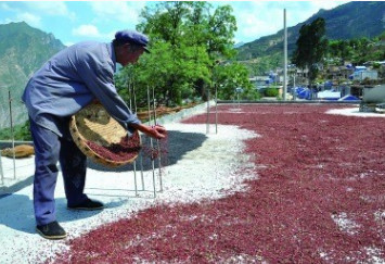 大红袍花椒，味香色鲜、无籽好货图2