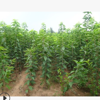 基地批发黑珍珠大樱桃树 樱桃树当年结果 黑珍珠大樱桃树多少钱图3