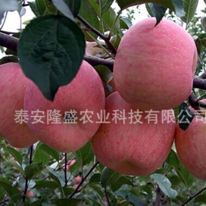 酒泉批发苹果苗厂家供应 基地批发苹果苗价格低图3