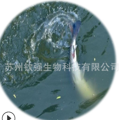 供应二甲基-β-丙酸噻亭 DMPT 诱鱼剂 钓鱼鱼饵用1公斤起订图2