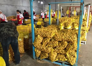 出口级优质保鲜姜 欢迎选购 常年出口保鲜姜图2