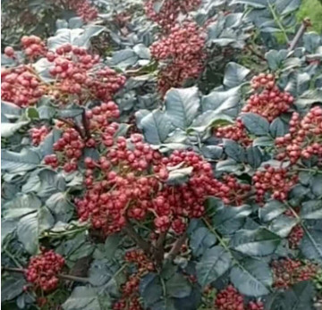 四川茂汶大红袍新鲜花椒 花椒油 制作麻椒油的鲜花椒图3