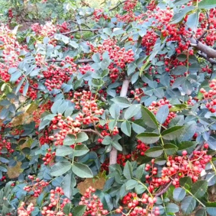 特级 韩城大红袍花椒 农家自产 批发零售 花椒批发 产地直销图3