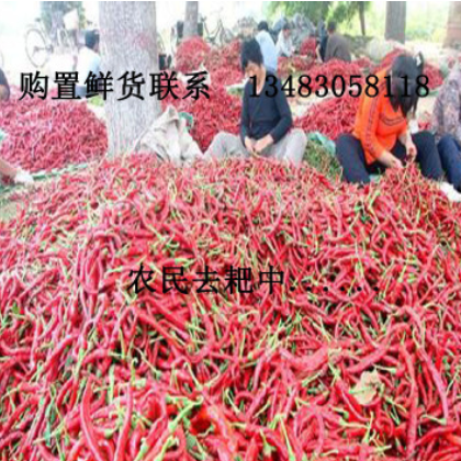 供应新鲜辣椒、羊角椒，皮薄肉厚适合腌制、剁辣椒、加工辣椒酱图2