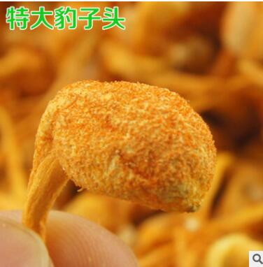 优质虫草花250g 大孢子头 粉性足 北虫草 金虫草 蛹虫草图2