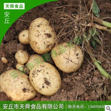 新鲜蔬菜 马铃薯 地蛋洋芋 质量好图2
