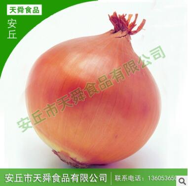 红洋葱头圆葱玉 葱新鲜蔬菜图2