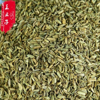 质优供货小茴香批发产地直销茴香籽茴香粉量大从优图2