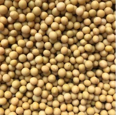 黄豆芽豆批发 小圆豆 690珍珠粒芽豆 东北小黄豆图3