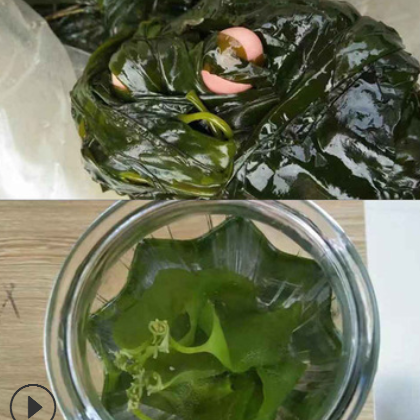 产地包邮霞浦海带苗 裙带芽裙带菜海藻火锅麻辣烫凉拌食 源头厂家图3