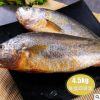 海鲜冷冻批发烹饪黄花鱼肉质鲜嫩4.5斤